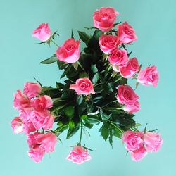 Close-up of pink roses against blue background