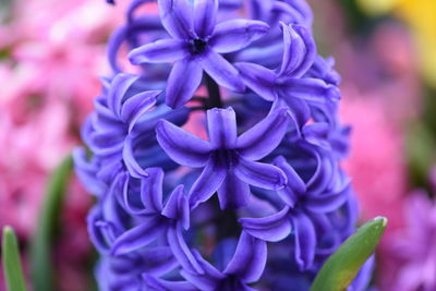 Close-up of purple flowering plants