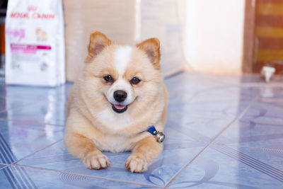 Portrait of dog sitting on tiled floor