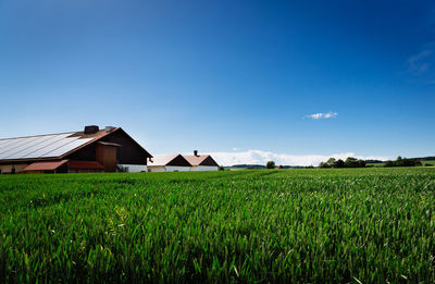 Scenic view of agricultural field against clear blue sky