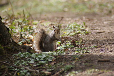 Squirrel on tree