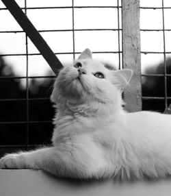 Close-up of a cat looking away