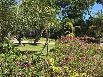 View of plants against trees