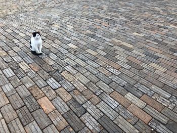 High angle view of cat sitting on footpath