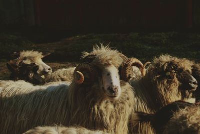 Portrait of sheep on field