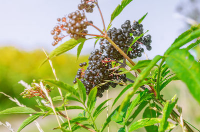 Bunch of black elderberries with green leaves. blue sky background. sunbeams.