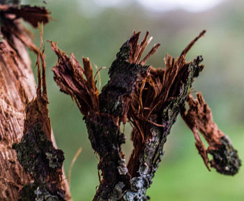 Close-up of dried plant on tree trunk