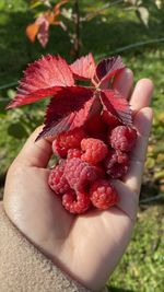 Close-up of hand holding strawberry