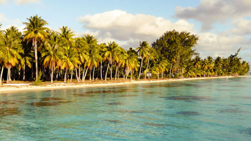 Scenic view of palm trees by sea against sky