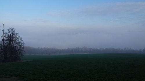 Trees on field against cloudy sky