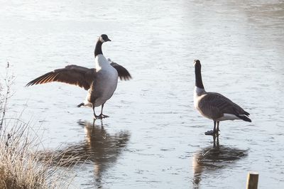 Birds in water