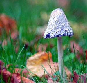 Close-up of mushroom growing on field