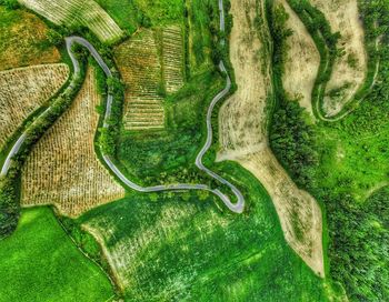 High angle view of agricultural field