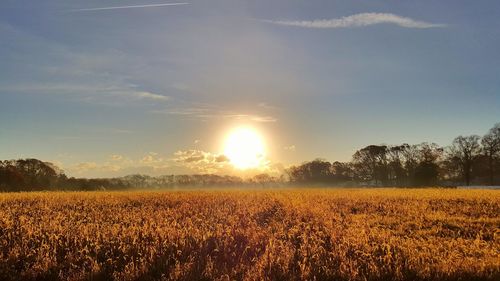 Scenic view of field against sky during sunset