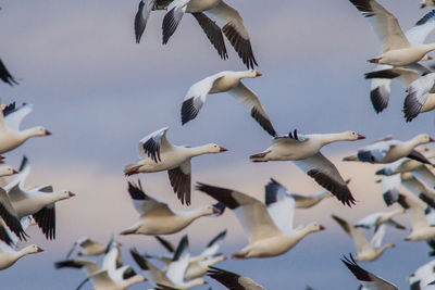 Low angle view of seagulls flying in sky