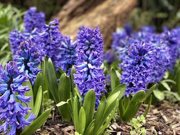 flowering plant