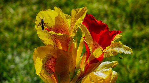 Close-up of day lily blooming outdoors