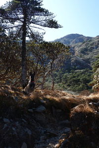 View of an animal on land