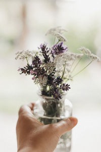 Close-up of hand holding small white flower