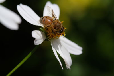 Close-up of insect on white flower