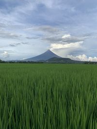 Scenic view of agricultural field against sky