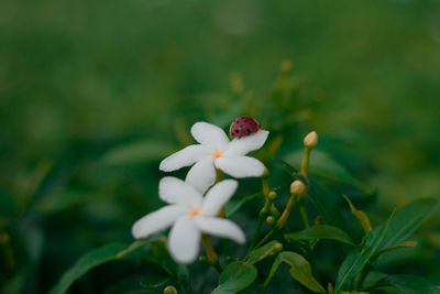 Close-up of white flowering plant