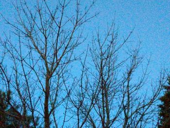 Low angle view of bare trees against blue sky