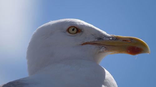 Close-up of seagull against clear sky