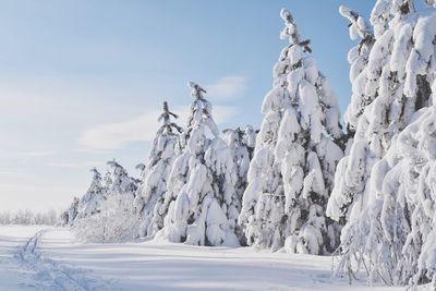 Snow covered trees against sky