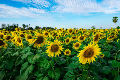 Close-up of sunflower field against sky