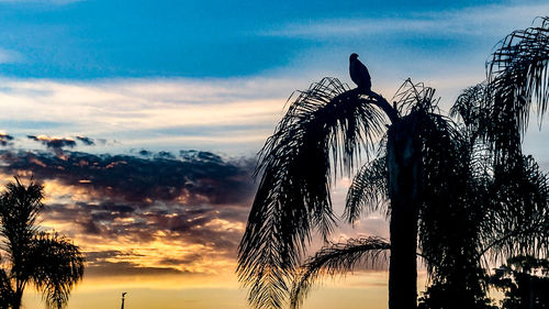 Low angle view of silhouette bird perching on tree against sky