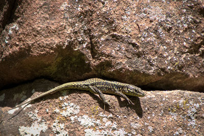 View of lizard on rock