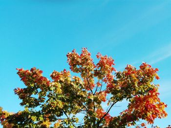 Low angle view of tree against blue sky