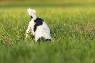 View of a dog on field