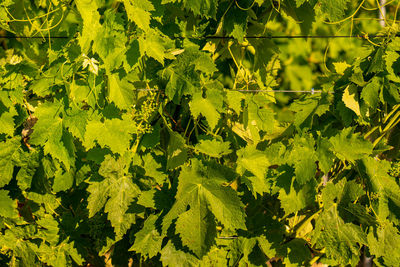 Full frame shot of tree leaves