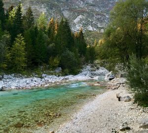 Scenic view of river flowing through forest