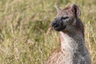 Hyena relaxing on land