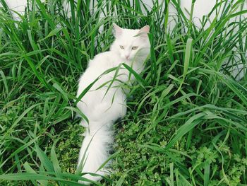 White cat lying on grass