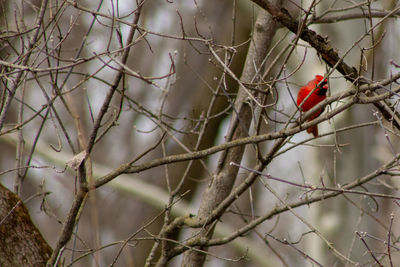 Bird perching on branch