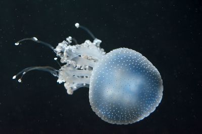 Close-up of jellyfish over black background