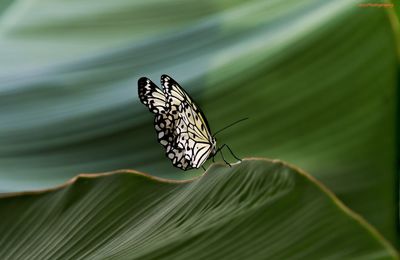 Close-up of butterfly perching on leaf