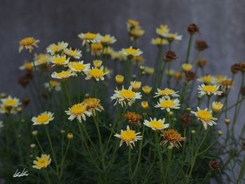 Close-up of yellow flowers blooming on field