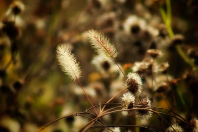 Close-up of dried plant on field