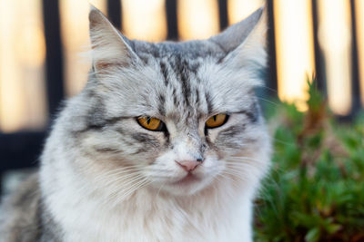 Close-up of a cute grey fluffy striped cat head looking at camera.