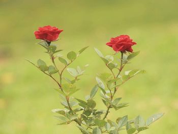 Close-up of red flowering plant