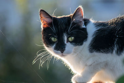 Close-up portrait of black cat