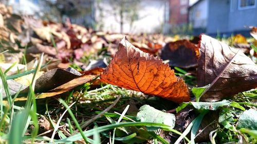 Close-up of autumn leaf on plant