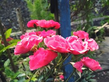 Close-up of pink roses