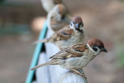 Close-up of birds perching on wood