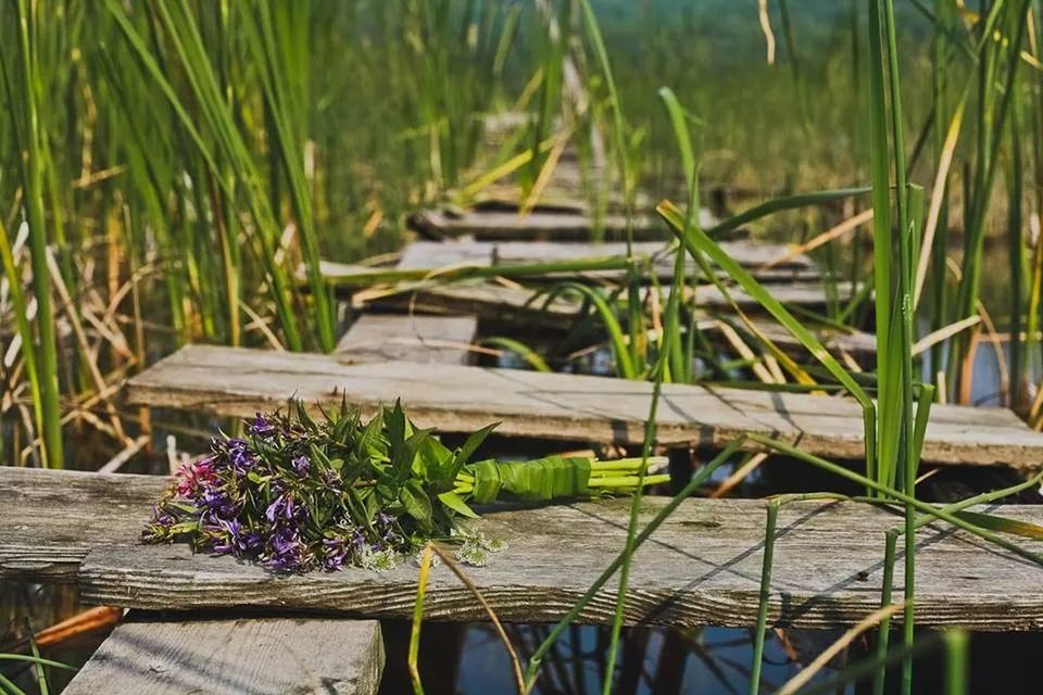 plant, growth, flower, green color, nature, freshness, wood - material, potted plant, water, beauty in nature, leaf, fragility, day, close-up, grass, outdoors, no people, stem, growing, wood